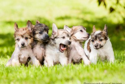 Furry Retreat