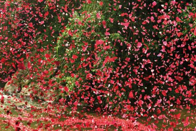 Flower Shower