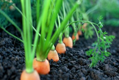 Gift a Garden